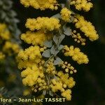 Acacia cultriformis Други