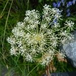 Imperatoria ostruthium Flower