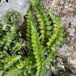 Asplenium marinum Leaf