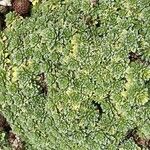 Saxifraga caesia Blatt