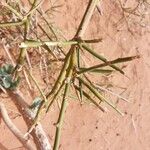 Capparis decidua Leaf