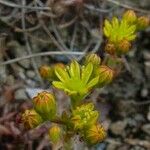 Sedum amplexicaule Flor