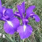 Iris latifolia Kvet