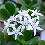 Crassula ovata (Mill.) DruceFlor