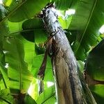 Musa basjoo ഇല
