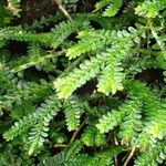 Selaginella obtusa Altul/Alta