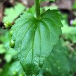 Scrophularia peregrina Leaf