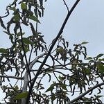 Alnus acuminata പുഷ്പം