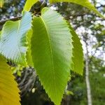 Castanea sativa Likasa