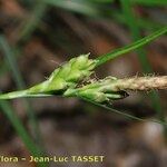 Carex halleriana Virág