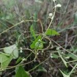 Fallopia convolvulus Ffrwyth