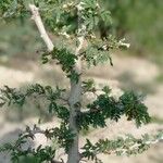 Faidherbia albida Sonstige