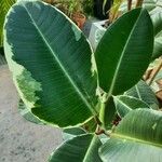 Ficus elasticaLeaf