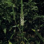 Coutoubea spicata Habitat