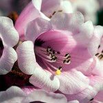 Rhododendron pudorosum Flor