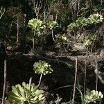 Aeonium pseudourbicum Habit