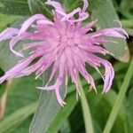 Centaurea nigrescens Fiore