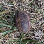 Carya illinoinensis Fruit