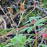 Geranium elamellatum Alia