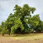 Sophora japonica Hábito