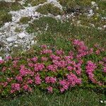 Rhododendron hirsutum Květ