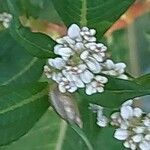 Koenigia polystachya ফুল