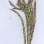 Bothriochloa ischaemum Квітка