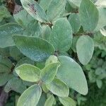 Lonicera caerulea List