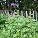 Lactuca alpina Habit