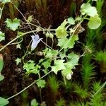 Wahlenbergia hederacea Flor