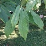 Asimina triloba Fuelha