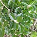 Psidium cattleyanum Fuelha