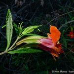 Diplacus puniceus Flower