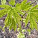 Acer macrophyllum Folha