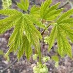 Acer macrophyllum Hoja