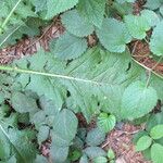 Cirsium brevistylum Blomma