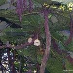 Sloanea magnifolia Kukka