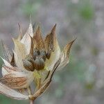 Bupleurum baldense Fruit