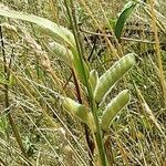 Lupinus perennis Owoc