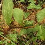 Hieracium virgultorum Sonstige