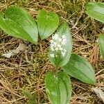 Maianthemum canadense Kvet