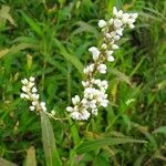 Persicaria punctata Кветка