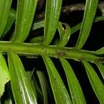 Monstera tenuis Bark