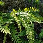 Polypodium interjectum ഇല