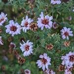 Symphyotrichum ericoidesFlor