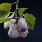 Syzygium guineense Fruto