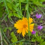 Coreopsis auriculata Flower