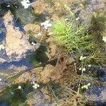 Utricularia australis 整株植物
