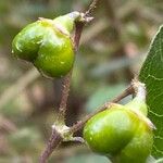 Rotheca myricoides Fruit