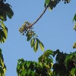 Trattinnickia rhoifolia Fruit